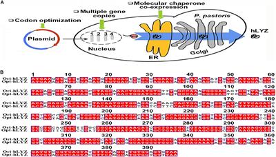 A Combinational Strategy for Effective Heterologous Production of Functional Human Lysozyme in <mark class="highlighted">Pichia pastoris</mark>